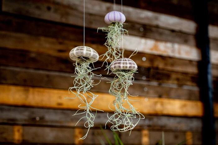 Airplantshop verkoopt luchtplantjes